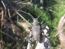 Morimus asper asper
