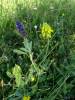 Trigonella spicata