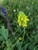 Trigonella spicata