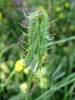 Trigonella spicata