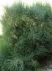 Ephedra procera