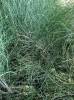 Ephedra procera