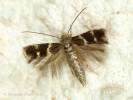 Elachista freyerella