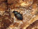 Pterostichus oblongopunctatus