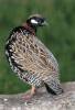 Francolinus francolinus - Black Francolin