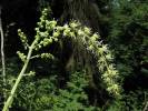 Actaea europaea - ploštičník evropský