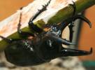 Chalcosoma chiron kirbyii