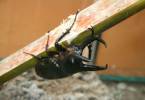 Chalcosoma chiron kirbyii