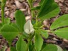 Trigonella foenum-graecum - Sicklefruit Fenugreek