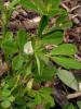 Trigonella foenum-graecum