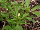 Trigonella foenum-graecum - Sicklefruit Fenugreek