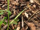 Trigonella foenum-graecum - Sicklefruit Fenugreek