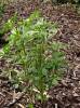 Trigonella foenum-graecum - Sicklefruit Fenugreek
