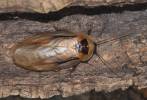 Blaberus discoidalis