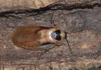 Blaberus atropos