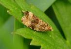 Syricoris lacunana - obaleč jahodníkový
