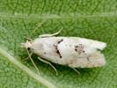 Epinotia bilunana