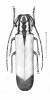 Peritragus apicalis