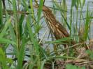 Ixobrychus minutus - bukáček malý