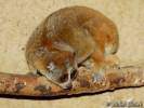Xanthonycticebus pygmaeus - outloň malý