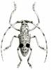 Pelargoderus flavicornis