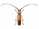 Obereopsis obsoleta