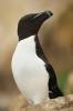Alca torda - Razorbill