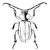 Anoploderma bicolor