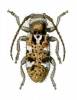 Corrhenes crassicollis