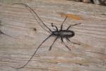 Monochamus sutor sutor