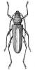Psilomastix suturalis