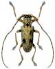 Metopides occipitalis
