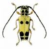 Glenea citrina