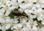 Chrysanthia geniculata geniculata