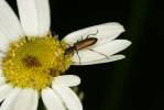 Chrysanthia geniculata geniculata
