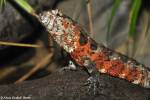 Shinisaurus crocodilurus - krokodýlovec čínský
