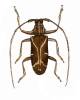 Monochamus x-fulvum