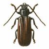 Eurypoda nigrita