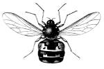 Opsebius perspicillatus