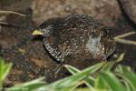 Turnix suscitator - Barred Buttonquail