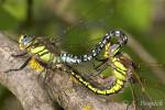 Brachytron pratense - šídlo luční