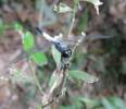 Brachydiplax sobrina