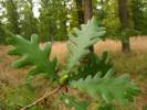 Quercus frainetto - dub balkánský