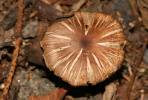 Pluteus diettrichii