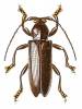 Apomecyna longipennis