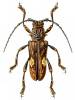 Pachystola mamillata
