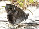 Hipparchia statilinus statilinus