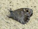 Hipparchia statilinus statilinus