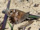 Hipparchia statilinus statilinus