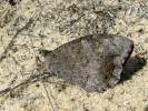 Hipparchia statilinus statilinus